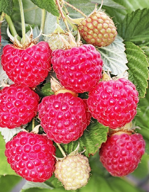 Малина ремонтантная Осенняя красавица