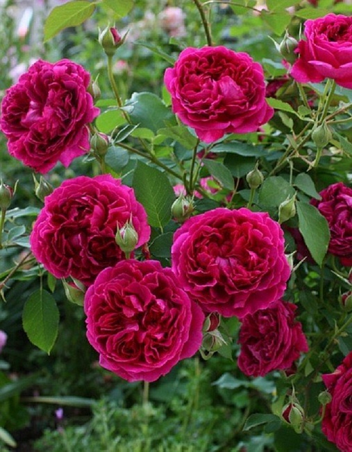 Роза английская Уильям Шекспир 