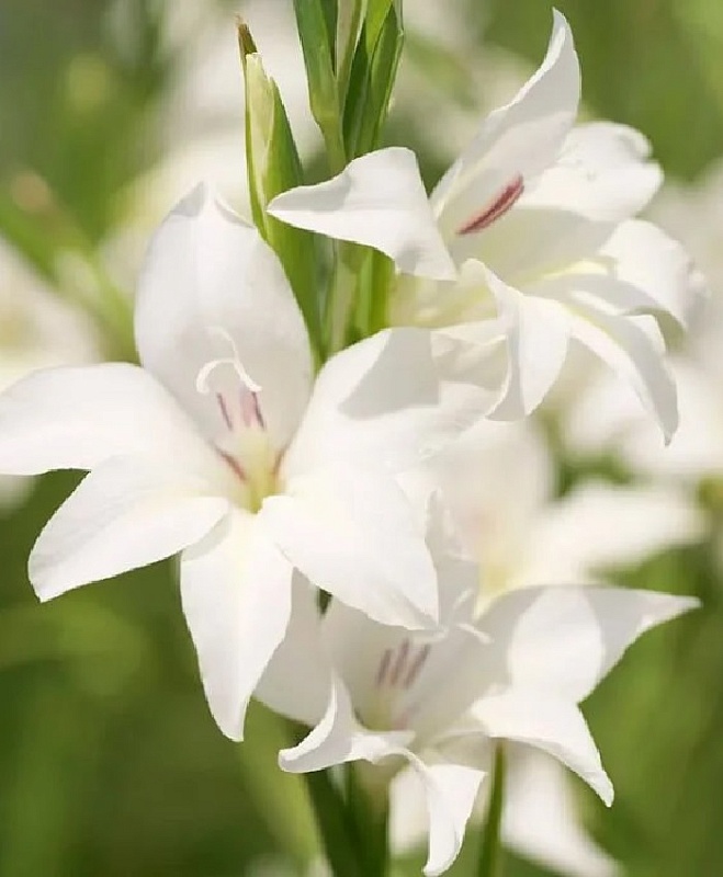 Гладиолус Колвиля Альбус 1 уп. (3 шт.)