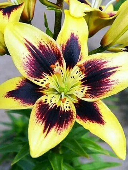 Лилия Пиетон