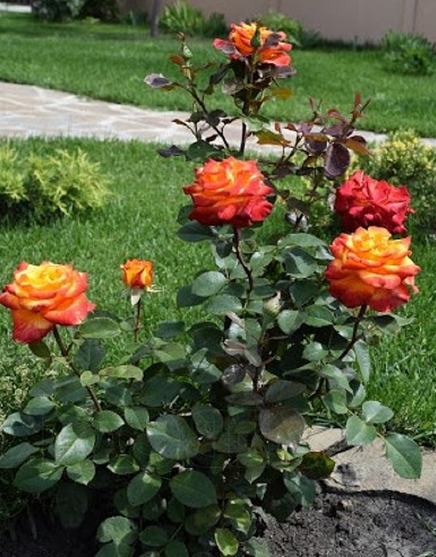 Роза чайно-гибридная Хай Меджик 