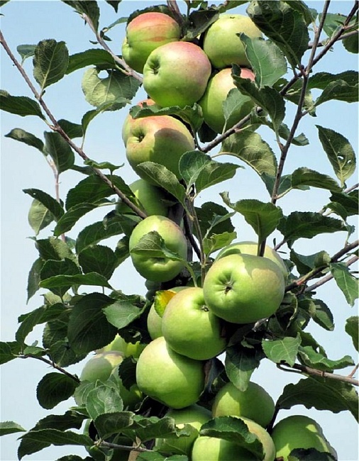 Яблоня Синап Орловский