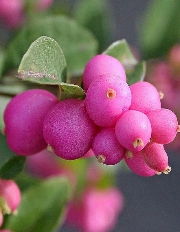 Снежноягодник Доренбоза Мэджик Берри 1шт Р9