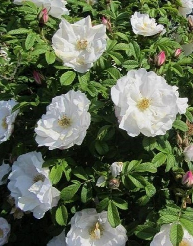 Роза кустовая Луиза Багнет 