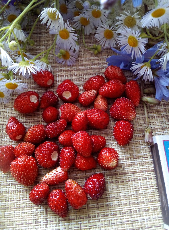 Земляника садовая Руяна ASF 