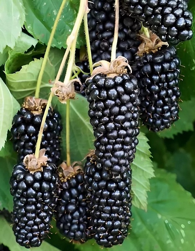 Ежевика Коламбия Стар 