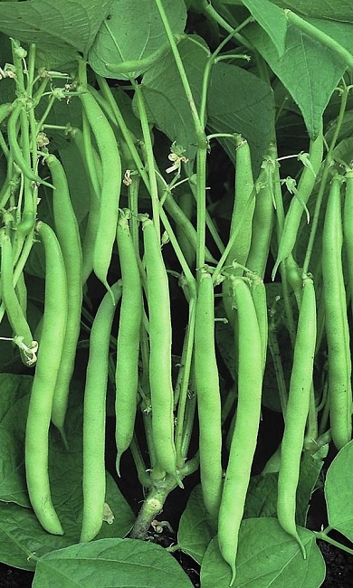 Фасоль спаржевая Журавушка  (УД) 10 шт цв п