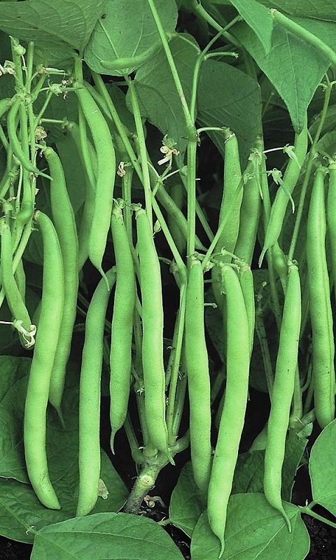 Фасоль спаржевая Журавушка  (УД) 10 шт цв п