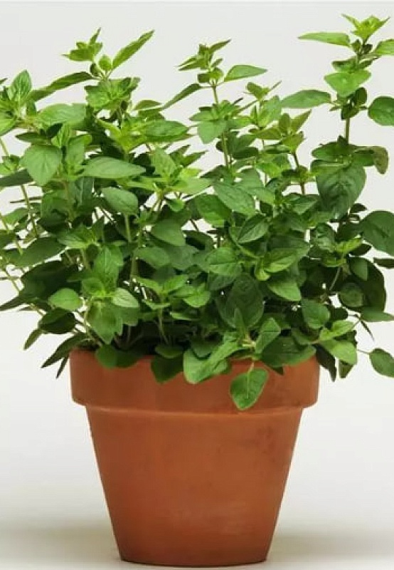 Душица (орегано) Симплихербс ASF 1 шт Р9