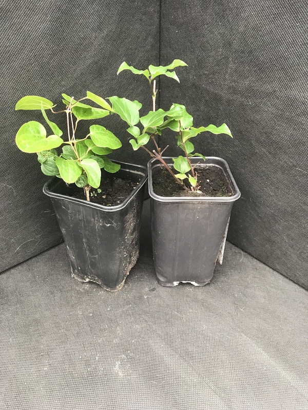 Клематис Коперник 1 шт Р9