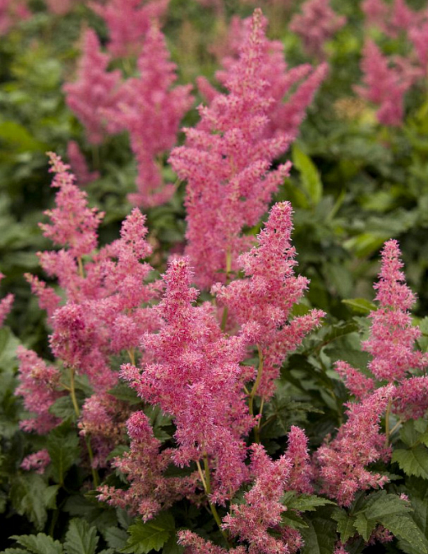 Астильба Ю энд Ми Олвейс 