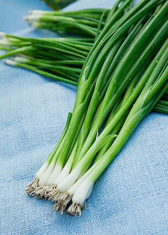 Огурец кустовой СИБИРСКИЙ ПУЧОК F1 и Лук батун НЕЖНОСТЬ