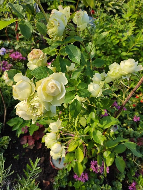 https://agrosemfond.ru/catalog/rozy_1/floribunda/roza_floribunda_lavli_grin_1_sht/