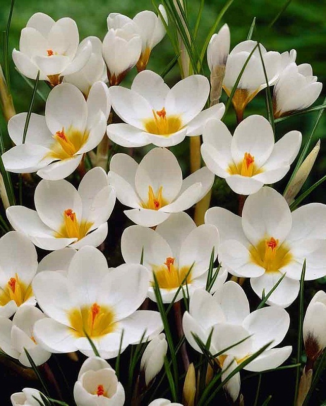 Крокус Ард Шенк 