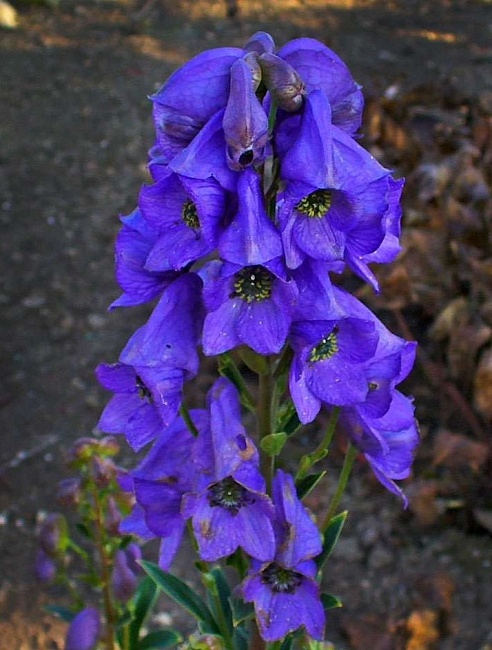 Аконит Кархихеля Арендси ASF 1 шт Р9