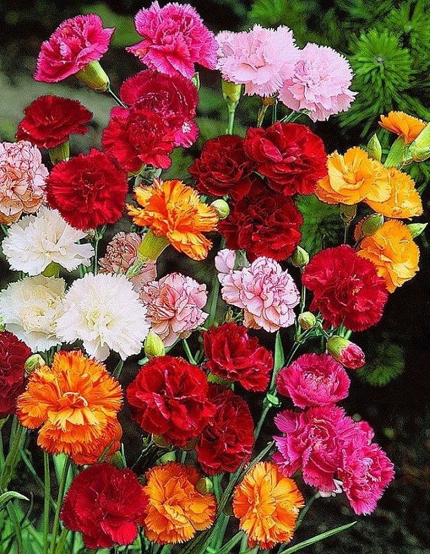 Гвоздика махровая Яркий праздник (УД) 0,05 гр