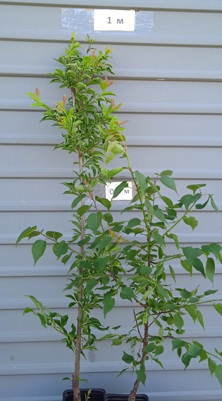 Слива Этюд (Prunus domestica) 1 шт