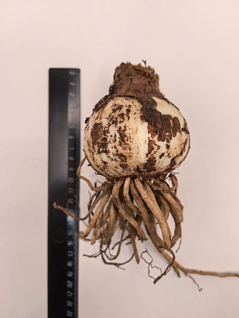 Амариллис Афродита 