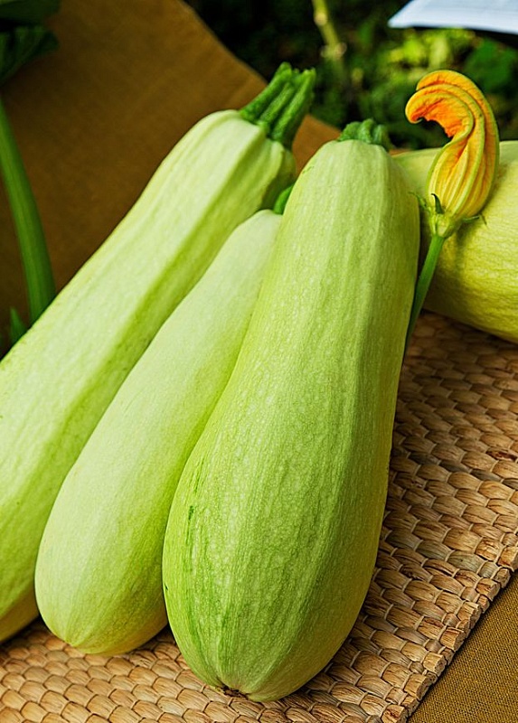 Кабачок Белогор F1 1 гр цв.п