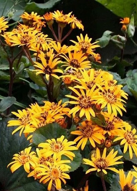 Бузульник зубчатый Дездемона