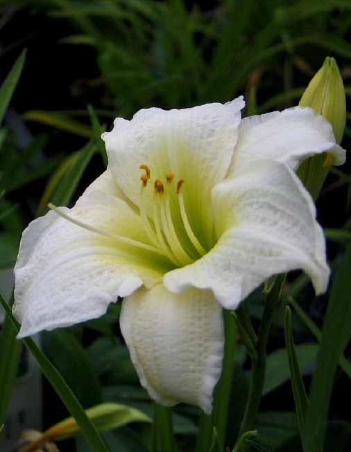 Лилейник Джентл Шефред