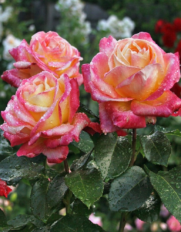 Роза чайно-гибридная Пульман Ориент Экспресс 