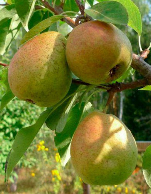 Груша Алтайская красавица