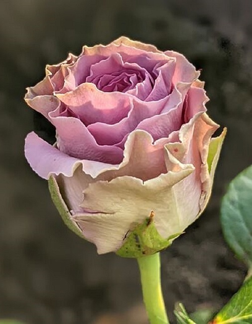 Роза чайно-гибридная Византия 