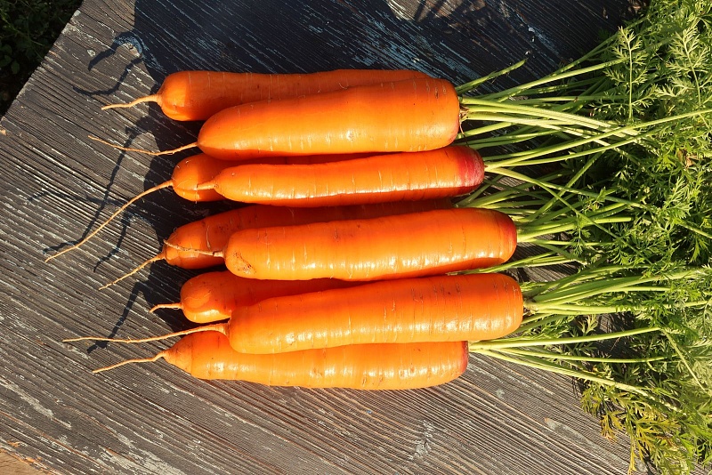 Морковь Красная Звезда F1 (УД) 1 гр. цв.п