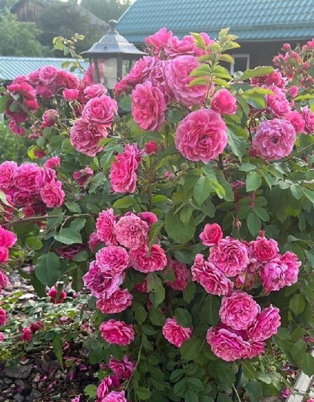 Роза Морден Руби