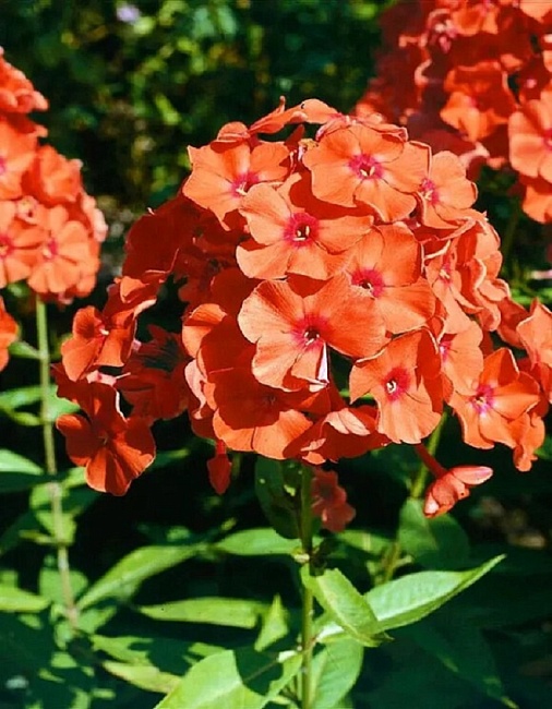 Флокс Орандж Перфекшн 
