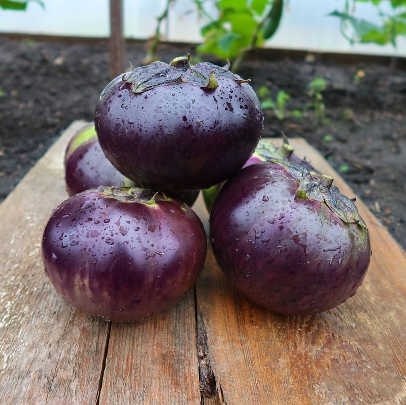 Баклажан Генеральский (УД) 20 шт. цв.п