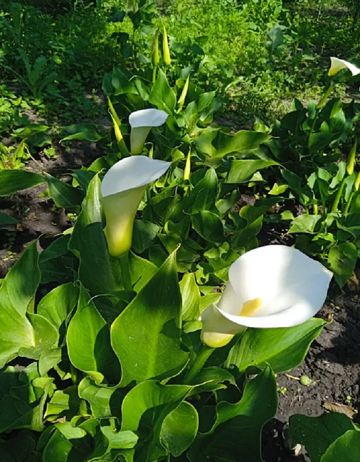 Калла Вайт Идеал 