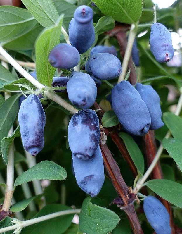 Жимолость съедобная Бархат 