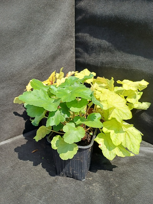 Гейхера Зиппер 1 шт Р9