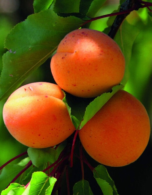 Абрикос Царский 