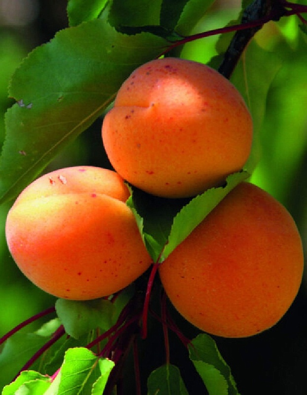 Абрикос Царский 