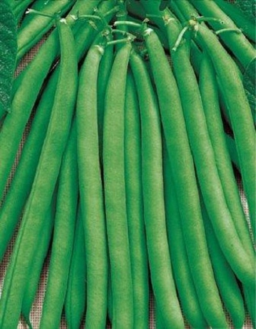 Фасоль овощная Сакса без волокна 615   5 гр б.п