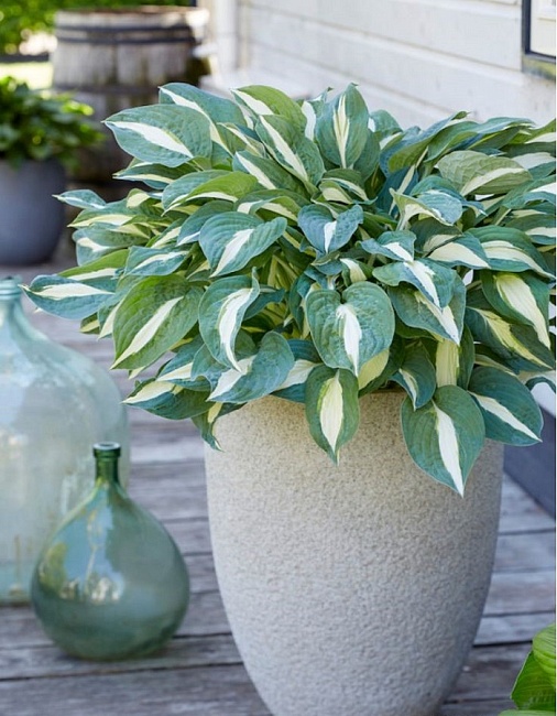 Хоста Пин-Ап