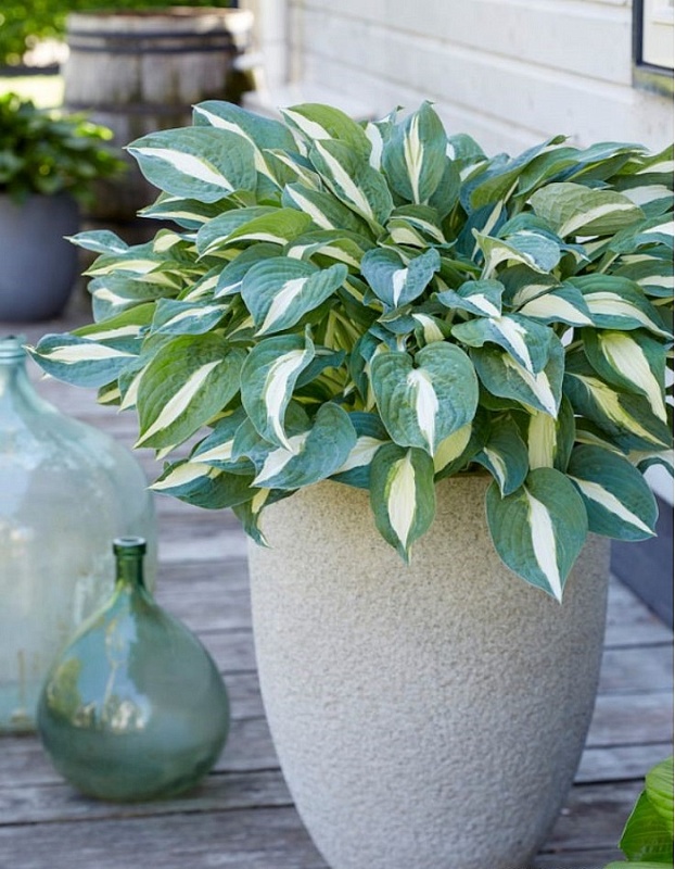 Хоста Пин-Ап