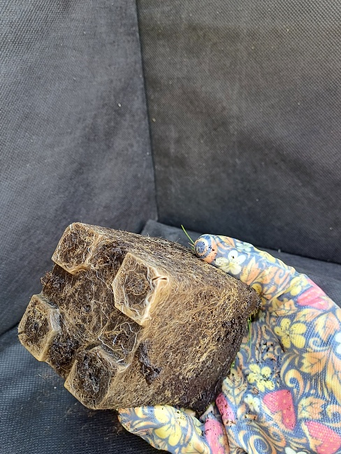 Эхинацея пурпурная Примадонна Вайт 1 шт Р9