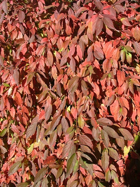 Дерен белый Ред Гном 1 шт Р9