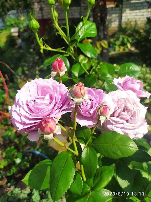 https://agrosemfond.ru/catalog/rozy_1/floribunda/roza_floribunda_novalis_1_sht/