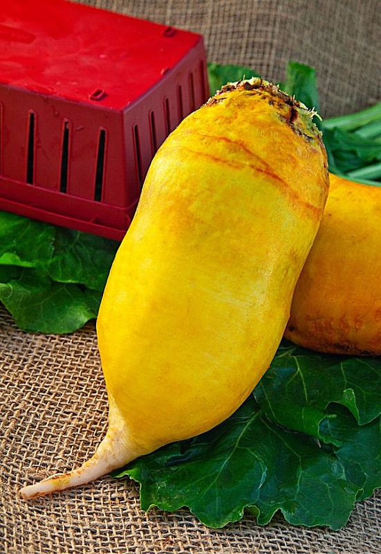 Свекла Эккендорфская кормовая желтая 4 гр б.п