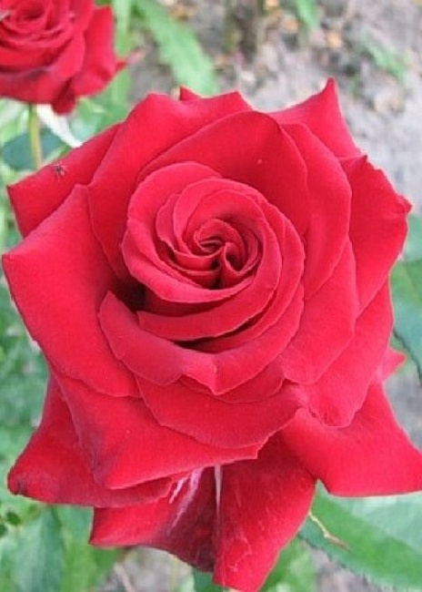 Роза чайно-гибридная Лавли Ред 1 шт