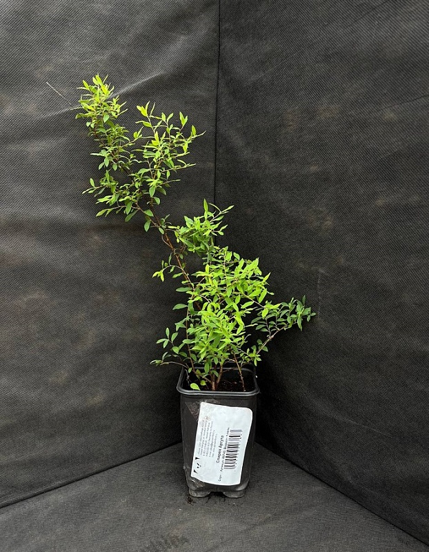 Спирея Аргута 1 шт Р9