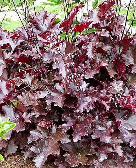 Гейхера Блэк Бьюти 1 шт Р9