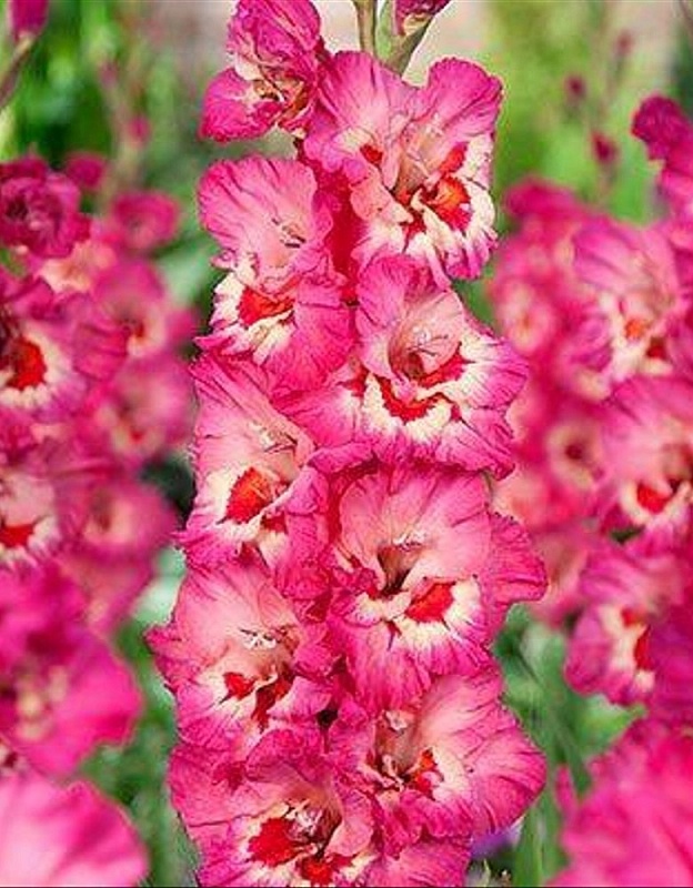 Гладиолус Прима Верде 1 уп. (3 шт.).