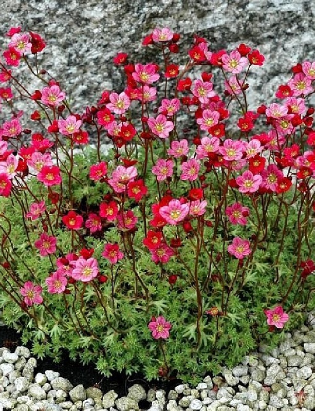 Камнеломка Рубиновые звезды Р9