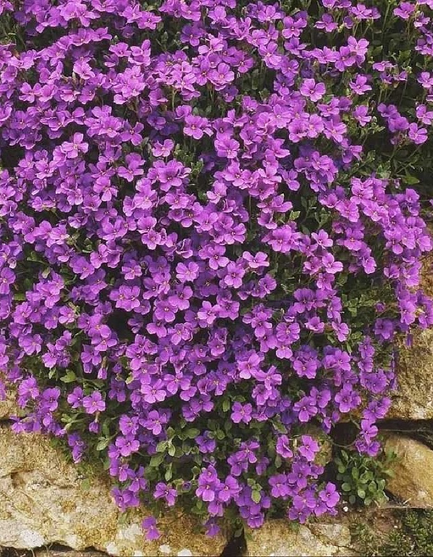 Обриета Гранд каскад пурпурная (Аэлита) 0,05 гр цв п